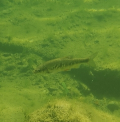 Sarmarutilus rubilio