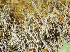 Cladonia rei