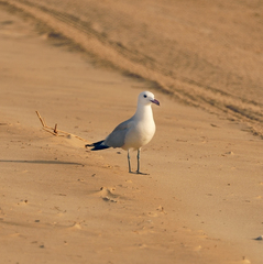 Ichthyaetus audouinii
