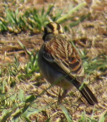 Emberiza flaviventris flaviventris