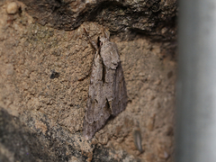 Acronicta hasta