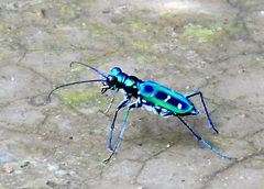 Cosmodela barmanica