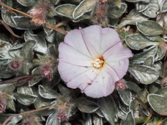 Convolvulus boissieri