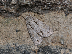 Acronicta hasta