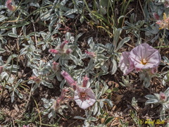 Convolvulus boissieri