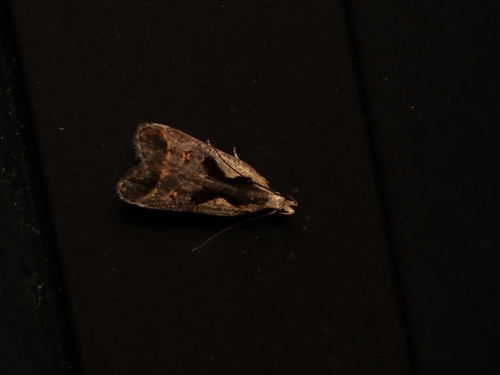 Bilobed Dichomeris Moth photo 3