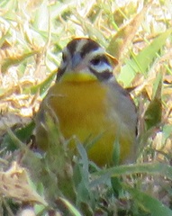 Emberiza flaviventris flaviventris
