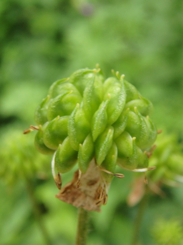 Anemonastrum fasciculatum