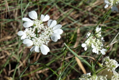 Orlaya grandiflora