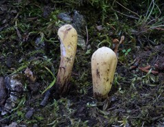 Clavariadelphus americanus