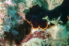 Pseudobiceros splendidus