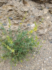 Anthyllis cytisoides