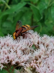 Volucella zonaria