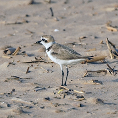 Charadrius alexandrinus