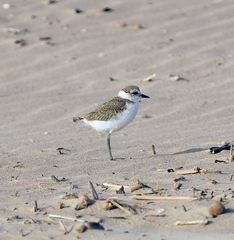 Charadrius alexandrinus