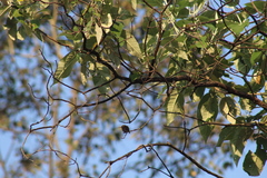 Saucerottia beryllina