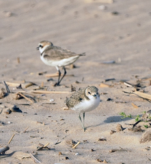 Charadrius alexandrinus