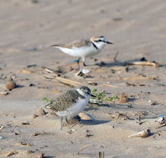 Charadrius alexandrinus
