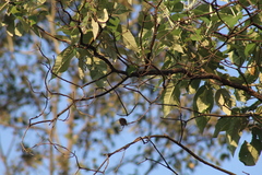 Saucerottia beryllina