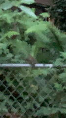 Troglodytes pacificus