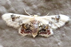 Idaea asceta