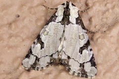 Stibaera thyatiroides