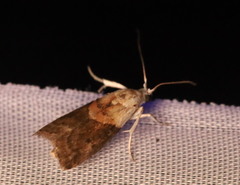 Acrobasis palliolella