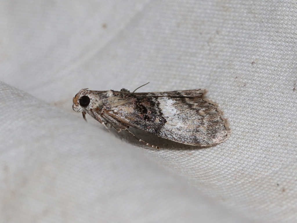 Aspen Webworm Moth