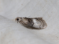 Pococera aplastella