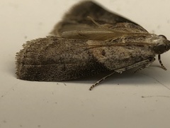 Acrobasis palliolella