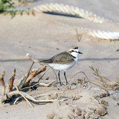 Charadrius alexandrinus