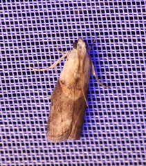 Acrobasis palliolella