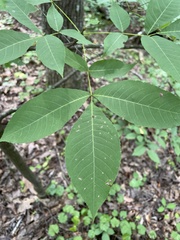 Carya carolinae-septentrionalis
