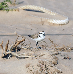 Charadrius alexandrinus