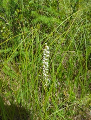 Platanthera dilatata