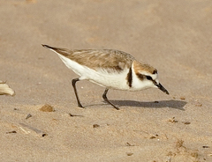 Charadrius alexandrinus
