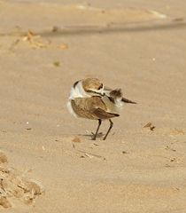 Charadrius alexandrinus