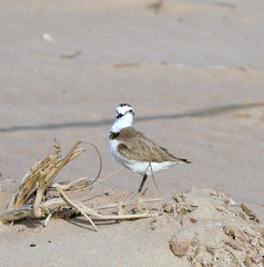 Charadrius alexandrinus