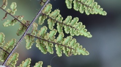 Cheilanthes hirta hirta