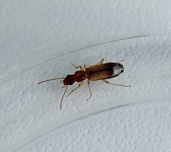 Paradromius linearis