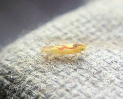 Zygina flammigera