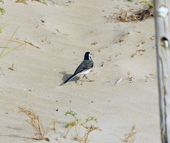 Motacilla alba