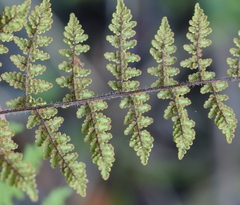 Cheilanthes hirta hirta
