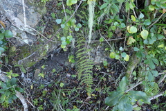 Cheilanthes hirta hirta