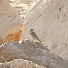 Passer domesticus