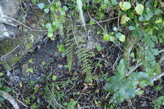 Cheilanthes hirta hirta