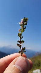 Euphrasia minima