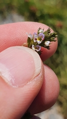 Euphrasia minima