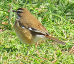 Cercotrichas quadrivirgata