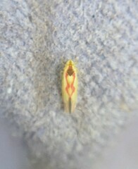 Zygina flammigera